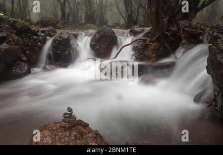 Malabar Grubenviper (Trimeresurus malabaricus), braune Farbe Morph in Regenwald Lebensraum mit Wasserfall, Amboli, Maharashtra, Indien. Endemisch zu westlichen Stockfoto