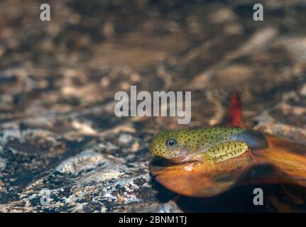 Malabar gleitender Frosch (Rhacophorus malabaricus), Kaulquappe in letzter Entwicklungsstufe zum Frosch. Westghats. Coorg, Karnataka, Westghats, Indien. Stockfoto