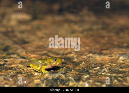 Malabar gleitender Frosch (Rhacophorus malabaricus), Kaulquappe in letzter Entwicklungsstufe zum Frosch. Westghats. Coorg, Karnataka, Indien. Endemisch. Stockfoto