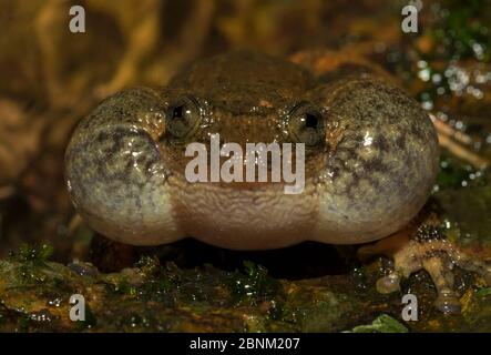 Humayuns Nachtfrosch (nyctibatrachus humayuni), Nahaufnahme der männlichen Berufung, Stimmsäcke aufgeblasen. Westghats Amboli, Maharashtra, Indien. Endemisch. Vul Stockfoto