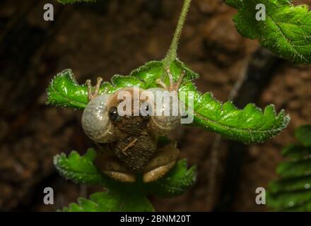 Humayuns Nachtfrosch (nyctibatrachus humayuni), männlicher Ruf mit aufblasbaren Gesangsblättchen, sitzend auf Blatt. Westghats Amboli, Maharashtra, Indien. Ende Stockfoto