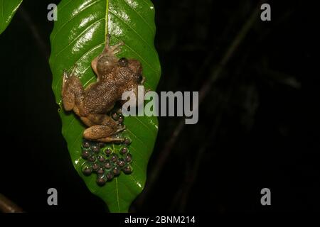 Humayuns Nachtfrosch (nyctibatrachus humayuni), männlicher bewachter Haufen Eier auf dem Blatt. Westghats Amboli, Maharashtra, Indien. Endemisch. Anfällige en Stockfoto