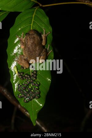 Humayun's Nacht Frosch (nyctibatrachus humayuni), Männchen bewacht die Eier auf Blatt. Western Ghats Amboli, Maharashtra, Indien. Endemisch. Stockfoto