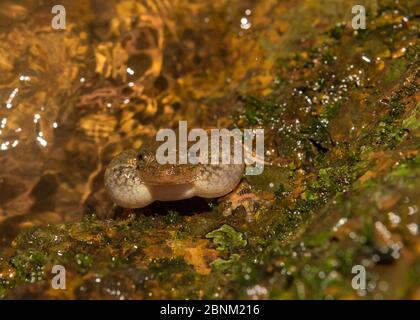 Humayuns Nachtfrosch (Nyctibatrachus humayuni), Männchen, die entlang Waldbach rufen. Amboli, Maharashtra, endemisch in den westlichen Ghats. Gefährdete Arten Stockfoto