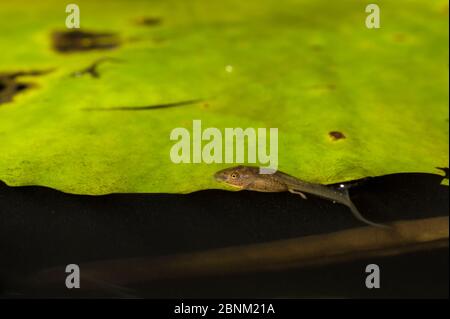 Malabar Gleitfrosch (Rhacophorus malabaricus), Kaulquappe füttern. Endemisch in Western Ghats. Coorg, Karnataka Stockfoto