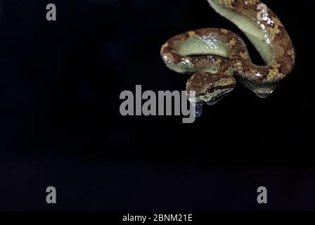 Malabar Grubenviper (trimeresurus malabaricus), grüne Farbe Morph auf schwarzem Hintergrund. Endemisch in Western Ghats. Agumbe, Karnataka, Indien. Stockfoto