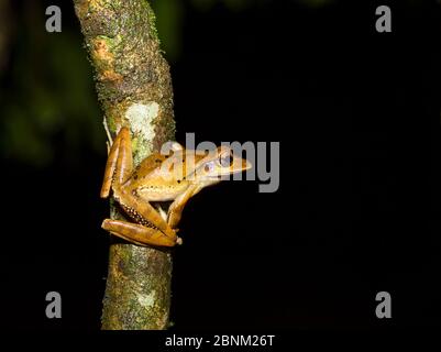 Westernfrosch (Polypedates occidentalis) Agumbe, Karnataka, Indien. Endemisch in Western Ghats. Stockfoto