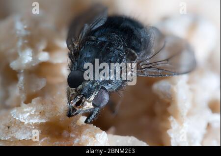 Die Hausfliege (Musca domestica) ist eine Fliege der Unterordnung Cyclorrhapha. Stockfoto