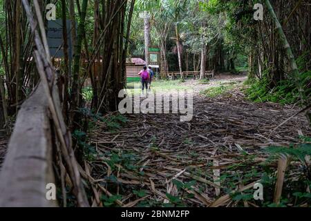 Amerika, Karibik, große Antillen, Dominikanische Republik, Jarabacoa, Manabao, Parque Nacional José Armando Bermúdez, Pico Duarte, Wanderer erreichen ein Rastplatz im dichten Bergwald des Nationalparks José A. Bermúdez Stockfoto