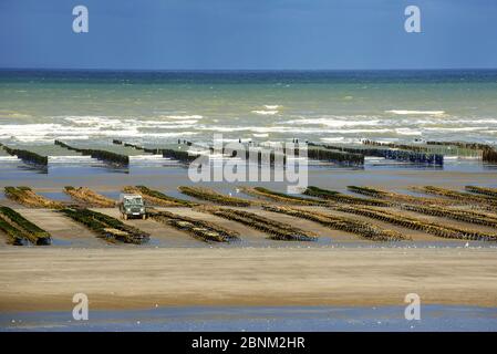 Kultivierte Austern (Lophia folium) in Säcken auf Austernfarm / Austernpark am Strand bei Ebbe ausgesetzt, Saint-Martin-de-Varreville, Normandie, Frankreich, Ju Stockfoto