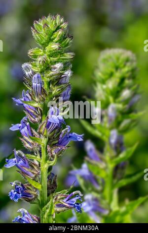 Große blaue Lobelia / große Lobelia (Lobelia siphilitica) in Blüte, beheimatet in Ost-und Zentralkanada und den Vereinigten Staaten Stockfoto