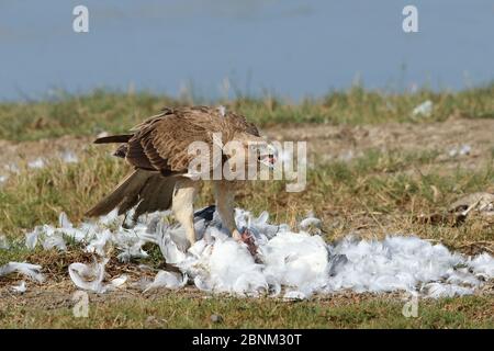 Bonellis Adler (Aquila fasciata), der sich von Beute ernährt, eine Pallas-Möwe, Oman, Februar Stockfoto