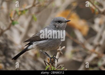 Schwarzstart (Oenanthe melanura) thront im Busch, Oman, November Stockfoto