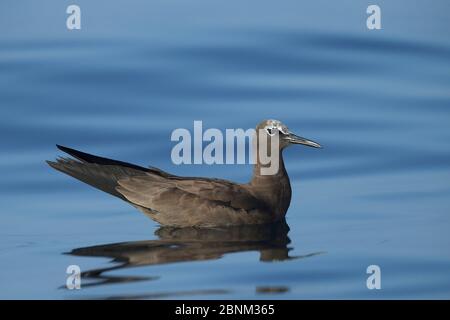 Braun knottig (Anous stolidus) auf dem Meer, Oman, November Stockfoto