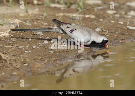 Namaqua-Taube (Oena capensis) Männchen trinkend, Oman, April Stockfoto