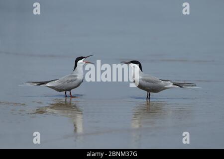 Weiße Wänkenseeschwalbe (Sterna repressa) zwei im seichten Wasser, Oman, Mai Stockfoto