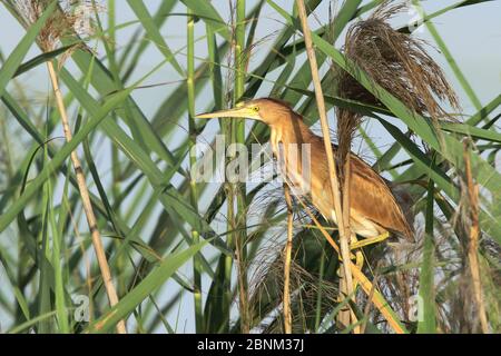 Gelbe Bitterblume (Ixobrychus sinensis) im Schilf, Oman, April Stockfoto