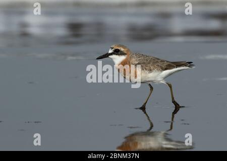 Großer Sandpflüge (Charadrius leschenaultii), die in das Zuchtgefieder kommt, Oman, Februar Stockfoto