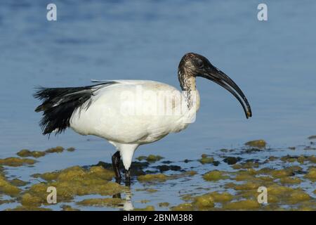 African sacred Ibis (Threskiornis aethiopicus) Fütterung in seichtem Wasser, Oman, Februar Stockfoto