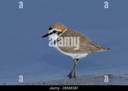 Kentish-Pflüver (Charadrius alexandrinus) männlich, Oman, November Stockfoto