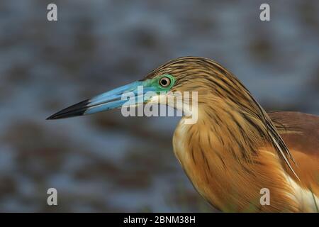 Squacco Reiher (Ardeola ralloides) in Zuchtgefieder, Nahaufnahme, Oman, April Stockfoto
