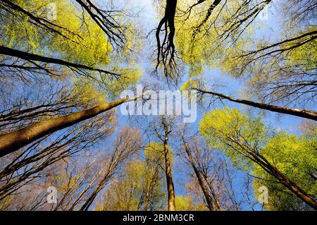 Blick nach oben in Baldachin von Buche Bäume (Fagus sylvatica), West Woods, Wiltshire, England, Großbritannien. Mai. Stockfoto