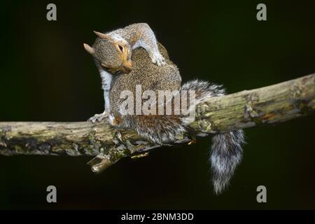 Grauhörnchen (Sciurus carolinensis), Dorset, England, UK, Juni. Stockfoto