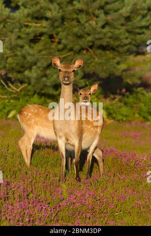 Sika Hirsch (Cervus nippon) und Fawn, Arne, Dorset, England, UK, Juni. Stockfoto