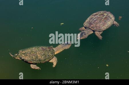 Schnappschildkröte (Chelydra serpentina), Paar, Maryland, USA, August. Stockfoto