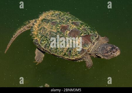 Schnappschildkröte (Chelydra serpentina), Maryland, USA, August. Stockfoto