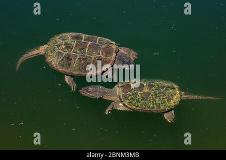 Schnappschildkröten (Chelydra serpentina), Maryland, USA, August. Stockfoto