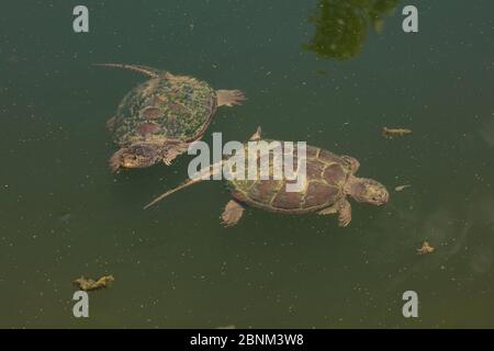 Schnappschildkröte (Chelydra serpentina) Paar, Maryland, USA, August. Stockfoto