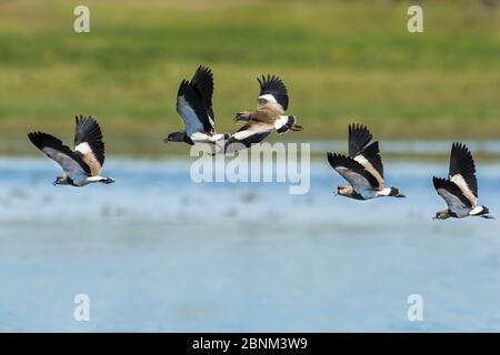 Südliche Kiebitz 1+Vanellus chilensis+2 synchronisierte Balz-Flugbahn, La Pampa, Argentinien Stockfoto