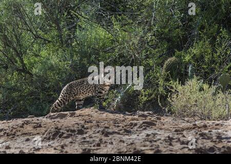 Geoffroy-Katze, (Leopardus geoffroyi) Calden Forest, La Pampa, Argentinien Stockfoto