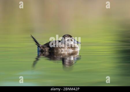 Seenente (Oxyura vittata) weiblich, La Pampa, Argentinien Stockfoto