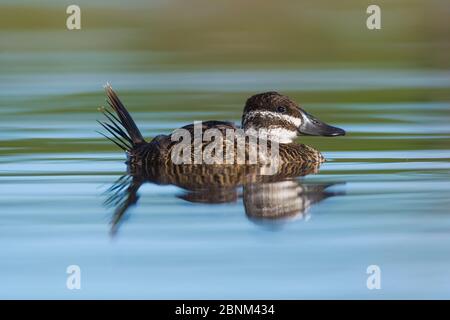 Seenente (Oxyura vittata) weiblich, La Pampa, Argentinien Stockfoto