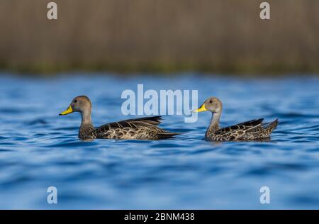 Gelbschnabelpintail, (Anas georgica) zwei auf dem Wasser, La Pampa, Argentinien Stockfoto