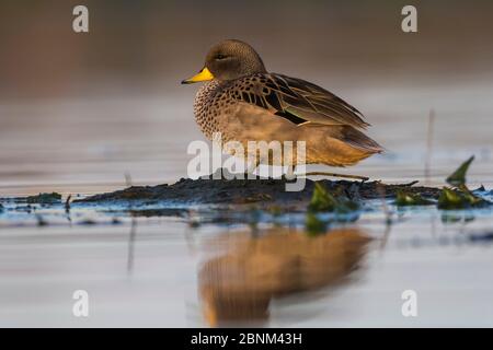 Gelbschnabelpintail, (Anas georgica), La Pampa, Argentinien Stockfoto