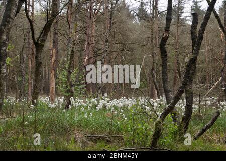 Ertrinkender Wald durch ansteigendes Grundwasser: Tote und sterbende Birken und Hase-Schwanz-Baumwollgras in einem feuchten Wald Stockfoto