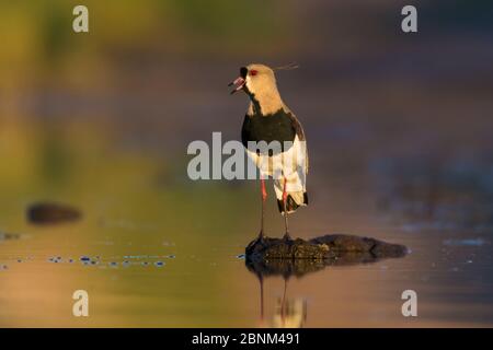 Südliche Kiebitz (Vanellus chilensis) La Pampa , Argentinien Stockfoto