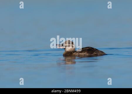 Seenente (Oxyura vittata) weiblich, La Pampa, Argentinien Stockfoto