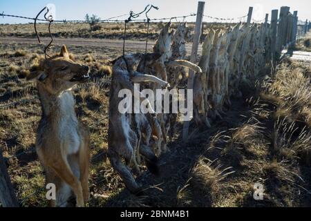 Toter Pampas Fuchs (Lycalopex gymnocercus) Grauer Fuchs (Lycalopex culpaeus) und Geffroys Katze (Oncifelis geoffroyi), die von Schafbauern getötet und aufgehängt wurde Stockfoto