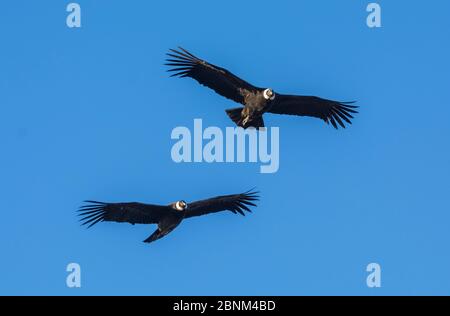 Andenkondore (Vultur gryphus) im Flug, Nationalpark Torres del Paine, Chile Stockfoto