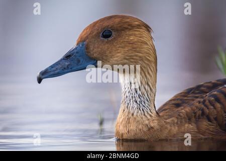 Fufus Whistling-Ente (Dendrocygna bicolor) La Pampa, Argentinien. Stockfoto