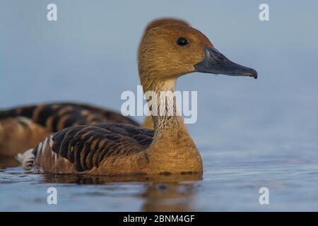 Fufus Whistling-Ente (Dendrocygna bicolor) La Pampa, Argentinien. Stockfoto