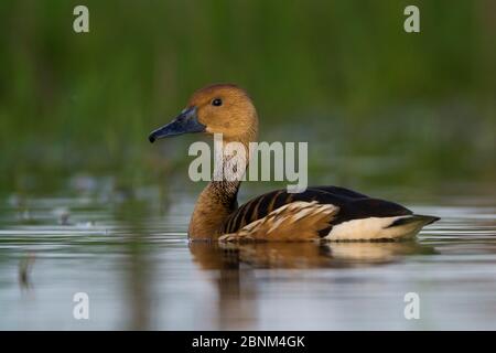 Fufus Pfeifenten (Dendrocygna bicolor) auf dem Wasser, La Pampa, Argentinien. Stockfoto