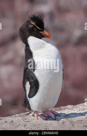 Rockhopper Pinguin (Eudyptes chrysocome) Pinguin Insel, Puerto Deseado, Santa Cruz, Patagonien, Argentinien. Stockfoto