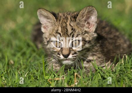 Geoffroys Katze, (Leopardus geoffroyi) Porträt, Calden Forest, La Pampa, Argentinien Stockfoto