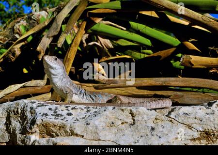 Sierre Nevada Eidechse (Timon nevadensis) gefangen, Andalusien. Endemisch in Spanien. Stockfoto