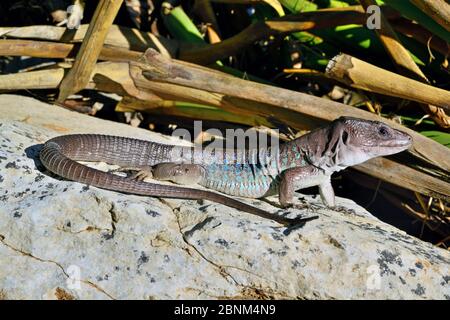 Sierre Nevada Eidechse (Timon nevadensis) gefangen, Andalusien. Endemisch in Spanien. Stockfoto